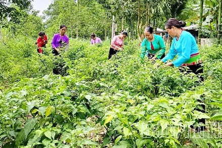 Phú Thọ: Chuyện khởi nghiệp từ những quả ớt rừng Phú Lương